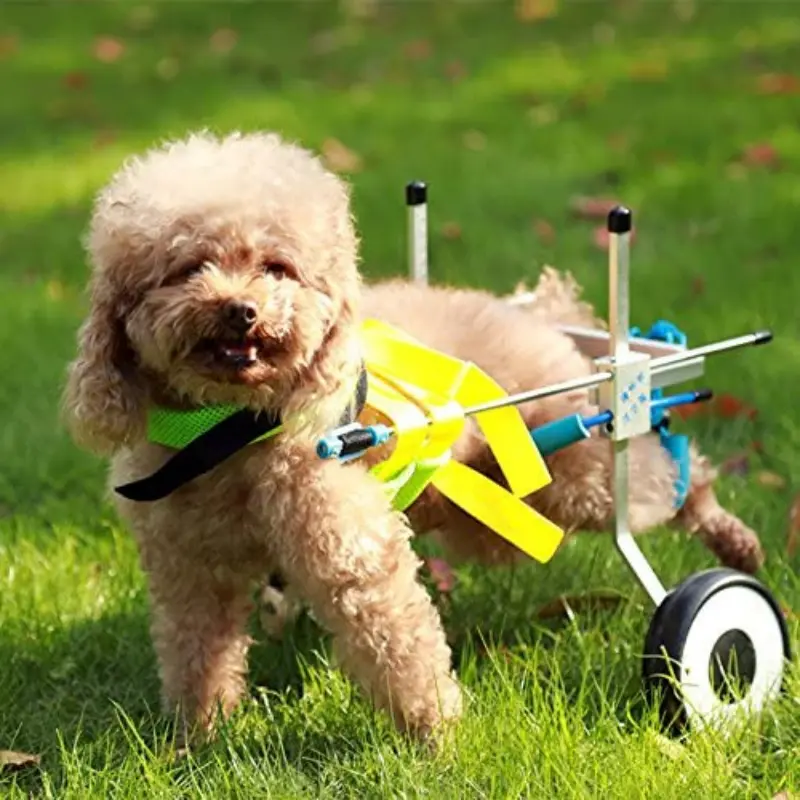 Dog Mobility Back Legs Wheelchair 1