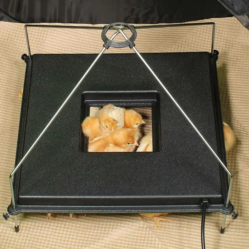 Premium Chicken Heat Brooder Plate 1